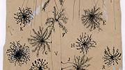 The Beautiful Brain - The Drawings of Santiago Ramón y Cajal