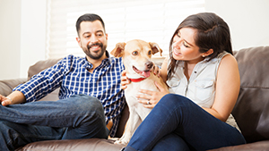 Pets Plus Us - pet insurance