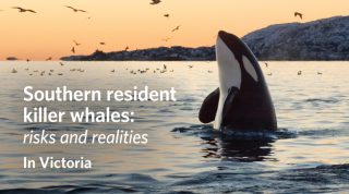 Southern resident killer whales: Risks and realities - In Victoria